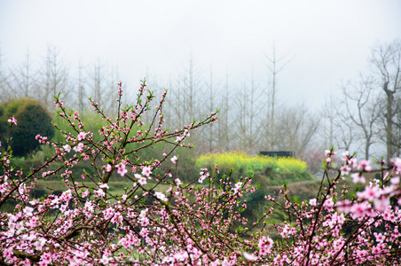 春天美丽的桃花