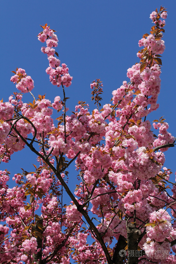 美丽的粉红色樱花对蓝天