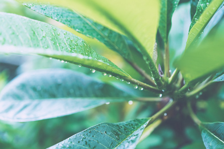 多汁的绿色的树叶与滴雨