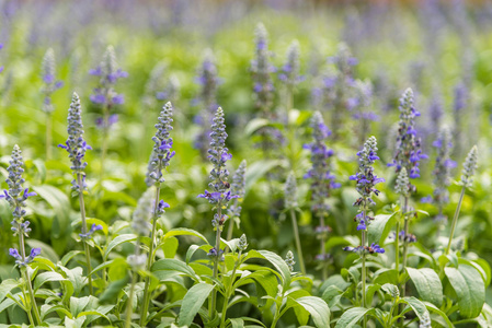 公园里盛开的蓝色 salvia farinacea 花