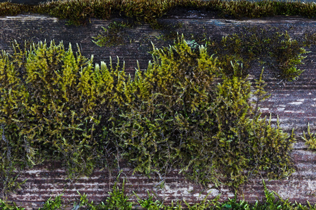 灰色木质表面上的绿色苔藓