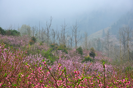 春天美丽的桃花