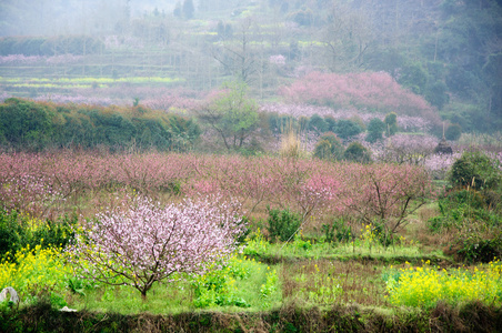 春天美丽的桃花