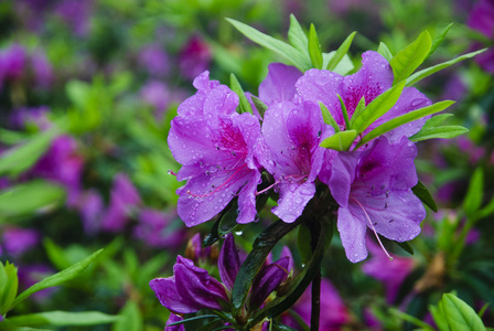 在花园里盛开的杜鹃花花朵