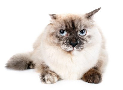 灰色和蓝色的眼睛，在白色背景上的猫