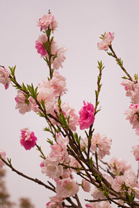 春天樱花盛开，粉色的花朵