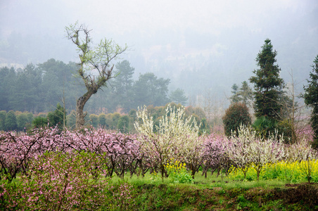 农村桃花树图片