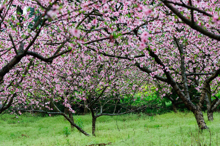 春天美丽的桃花