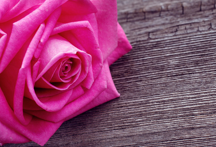 粉色玫瑰头上木制的背景