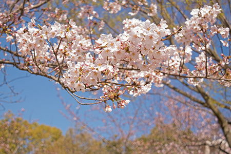 春天樱花盛开，粉色的花朵