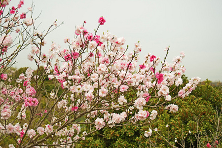 春天樱花, 粉红色的花