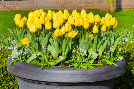 郁金香花盆花盆花坛上充满活力的黄色郁金香照片
