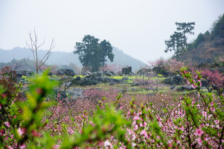 春天美丽的桃花图片