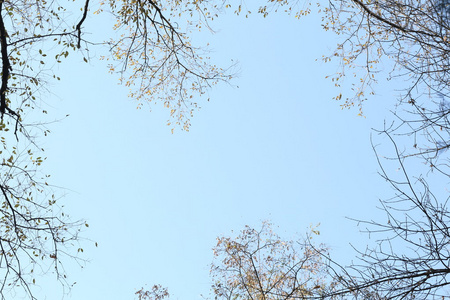 在蓝天上, 树梢上无叶的树枝照片