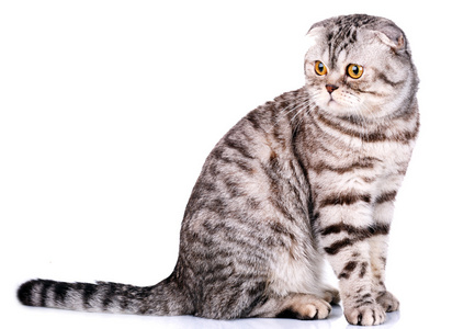 苏格兰折耳猫猫双色条纹白色背景上