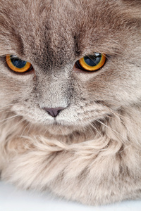 用黄色的眼睛只灰色的猫的肖像