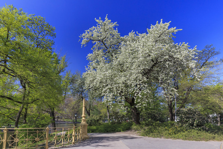 在布达佩斯的一个公园里绽放的树