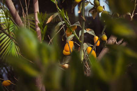 有果实的椭圆形 kumquat 树