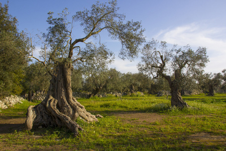 橄榄树。意大利普利亚省 salento