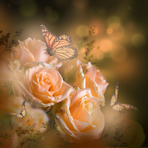 美丽的玫瑰和蝴蝶