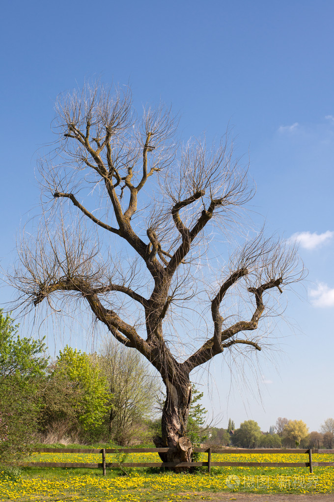 光秃秃的树在春天