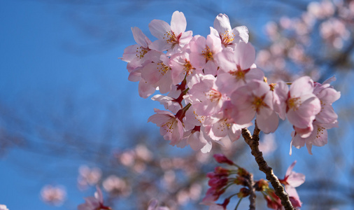 春天樱花盛开，粉色的花朵