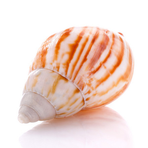 在白色背景上孤立的海贝壳