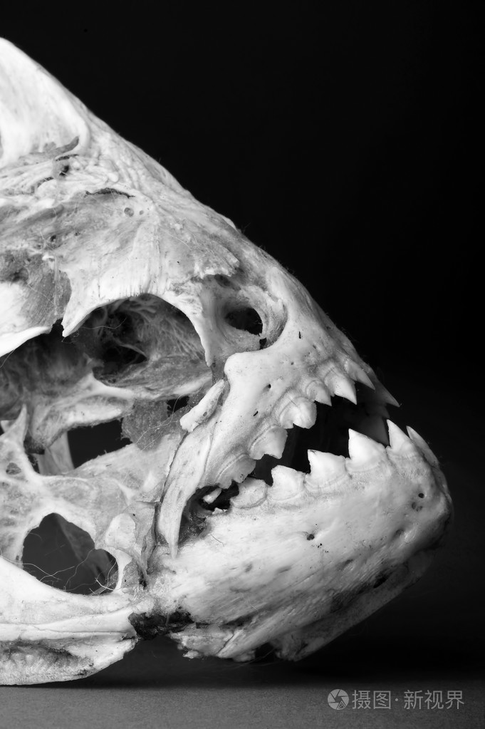 真正的食人鱼骨架