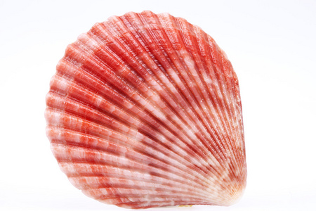 白色背景上孤立的单个贝壳的软体动物,关闭了照片