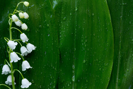 白花铃兰的绿叶在背景上的水滴