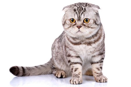 苏格兰折耳猫猫双色条纹白色背景上
