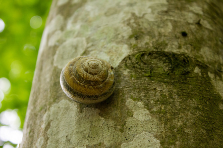 在树上有一个圆的水槽的蜗牛照片