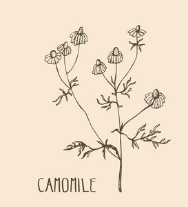 手绘Camomile。 医用草药卡莫米矢量插图