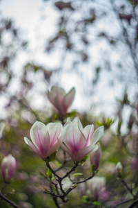 美丽的白玉兰花