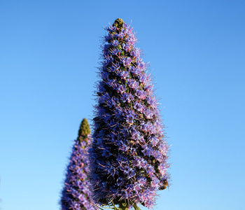 紫罗兰花锥体形式, 蓝天背景