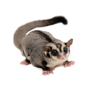 Sugarglider 期待