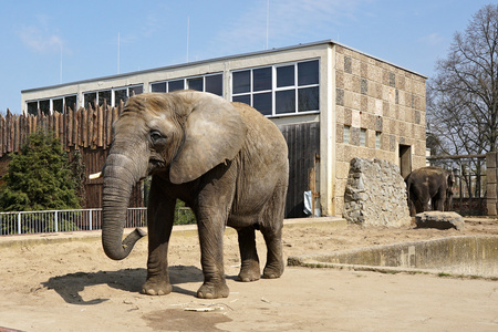 非洲大象在动物园图片