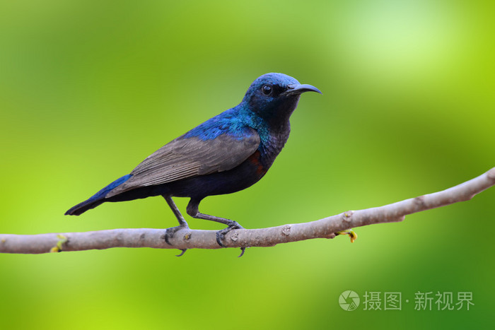 美丽的紫色太阳鸟