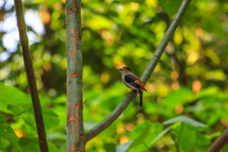银胸魣鳕只美丽的小鸟在树枝上