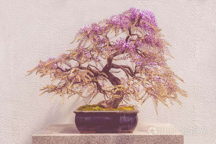 盛开的日本紫藤盆景