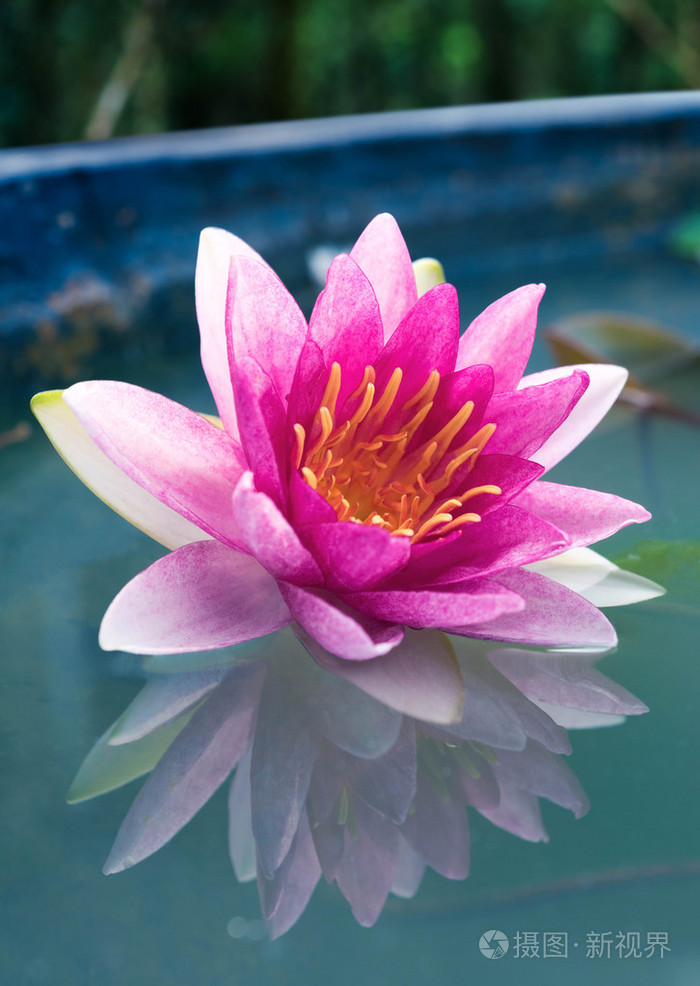 关闭了漂亮的粉色荷花, 睡莲