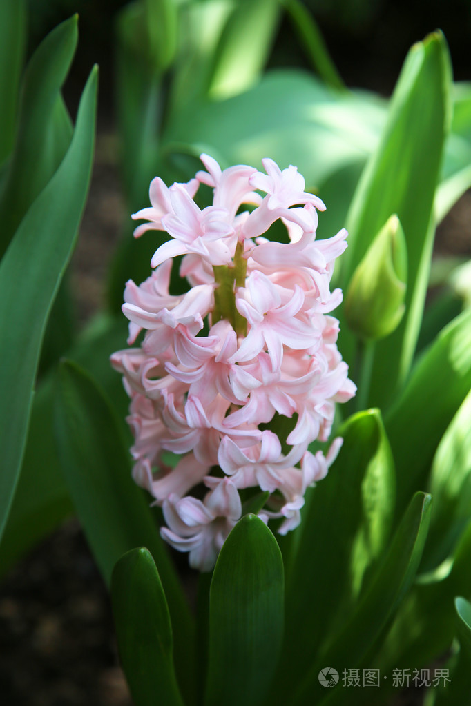 粉红花风信子jpg