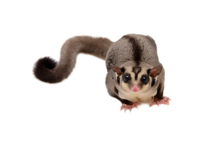 小 sugarglider 期待