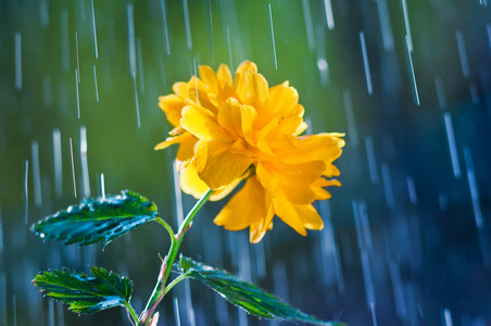美丽的黄色花，雨的背景上滴眼液
