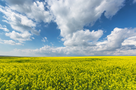 在蔚蓝的天空，在黄色的油菜田大云