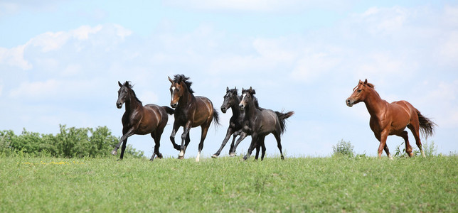 美丽群马一起跑照片