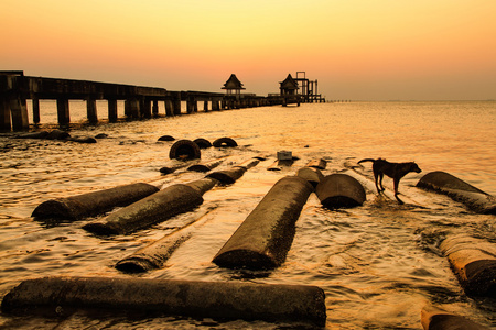 日落时在桥上的狗。泰国