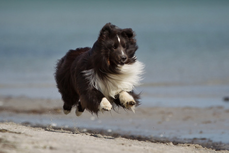 设得兰群岛牧羊犬在大自然户外跑步