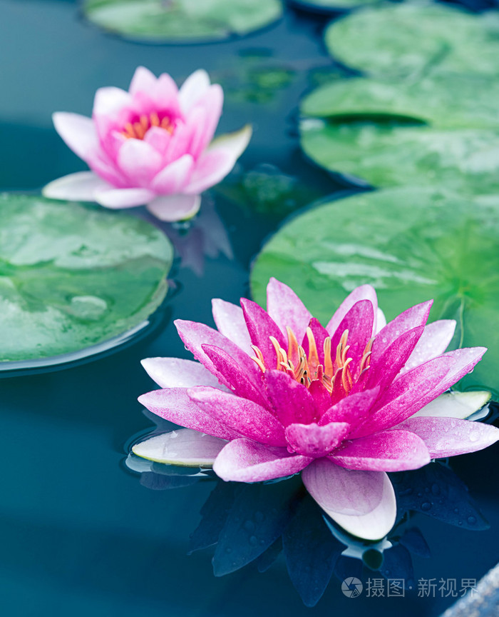 美丽的粉红色莲花或池塘里的水百合