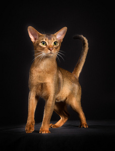 背景猫图片 背景猫素材 背景猫插画 摄图新视界